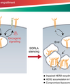 Schematic illustrating the role of SORLA in the oncogenic fitness of HER2 in cancer cells
