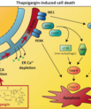 The publication's graphical abstract shows the signaling pathways involved in cell death following treatment with the ER stressor thapsigargin.