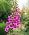 The foxglove plant (Digitalis) is used for heart medicine, but it must be used with caution as it is toxic.