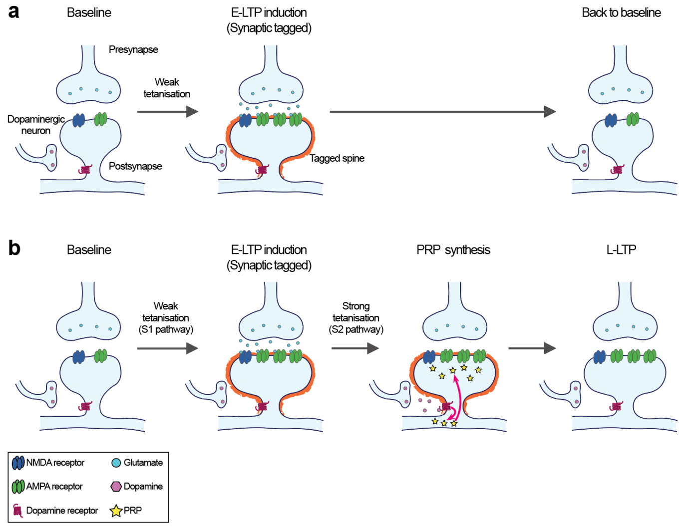 Graphic from the article: Molecular mechanisms of synaptic plasticity and dopamine signaling involved in the synaptic tagging and capture (STC) hypothesis