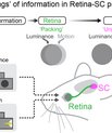 Illustration of the mechanism from the retina to the superior colliculus 