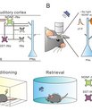 Functional Mapping and Associative-Memory-Related Plasticity of Layer 1 NDNF-Expressing Interneurons