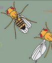 The male fruit fly uses his song to attract the female. Figure: Angela O'Sullivan.
