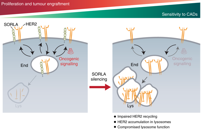 Schematic illustrating the role of SORLA in the oncogenic fitness of HER2 in cancer cells